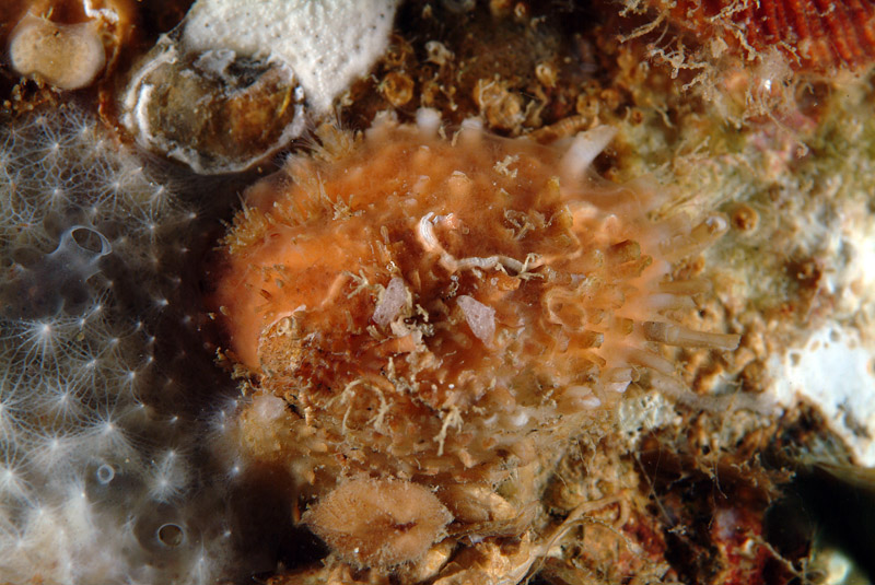 Spondylus gaederopus